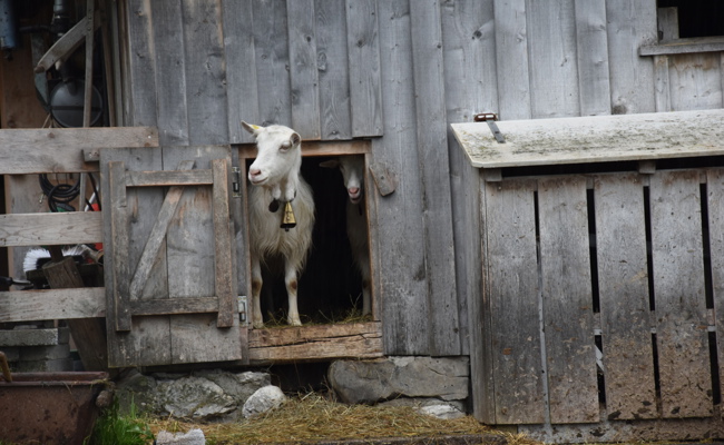 SVP-Kantonsrat sorgt sich um eine jahrhundertealte Tradition im Obertoggenburg