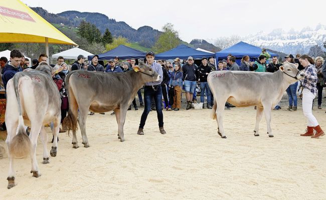 Werdenberger Zuchterfolge am 13. Pizol Open