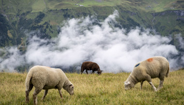 Ortsgemeinde investiert in die Alpen