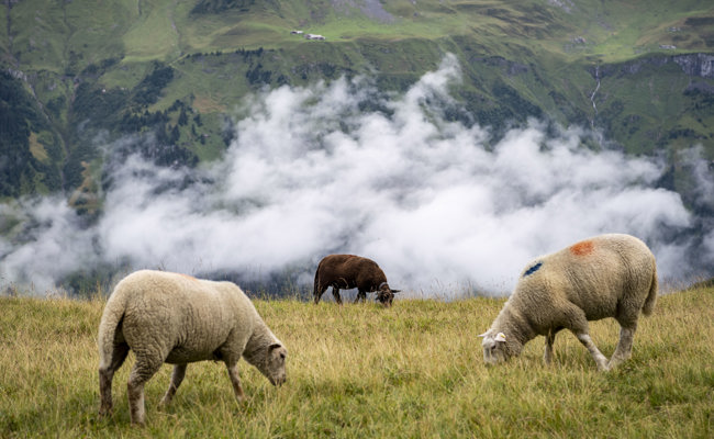 Ortsgemeinde investiert in die Alpen