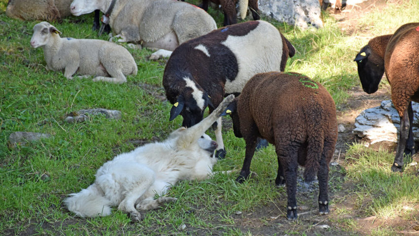  Hündin Sun spielt vertraut mit den Schafen. 