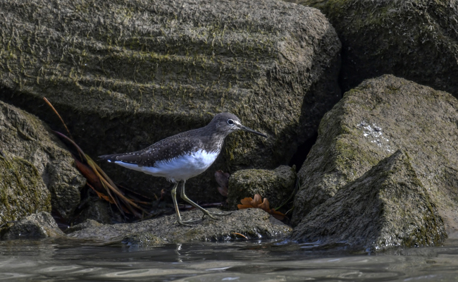 Der Frühfrühling hält Einzug und kann für Mensch und Tier zum Problem werden