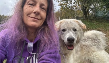 Verzweifelte Suche: «Susi’s Hundeparadies» noch immer ohne Zukunft