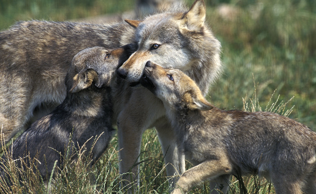 Zwei Jungwölfe im Weisstannental nachgewiesen