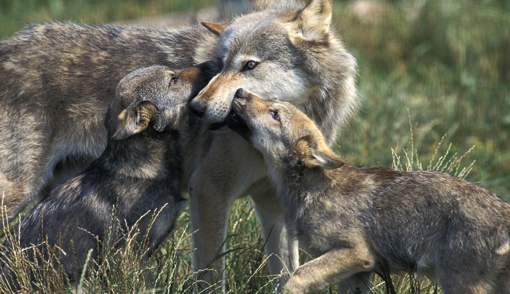 Eine Wolfsmutter mit zwei Welpen.