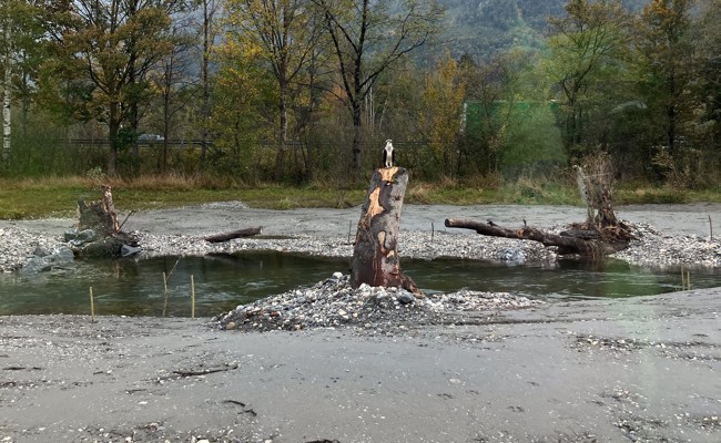 Majestätischer Vogel: Polier Ueli Schlegel entdeckt Fischadler