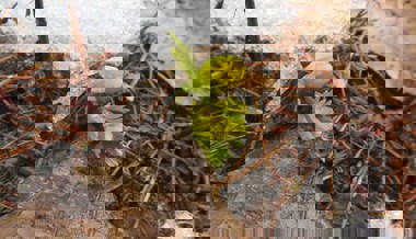 Leserbrief: Wie steht es in der Region um Blumen, Pollen und Viren im Frühling 2022?