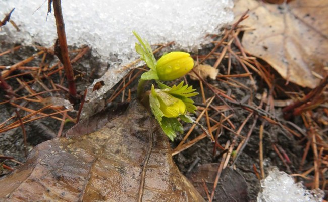Leserbrief: Wie steht es in der Region um Blumen, Pollen und Viren im Frühling 2022?
