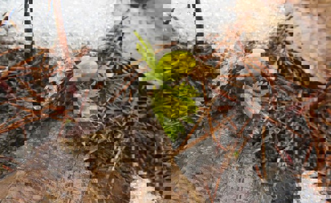 Leserbrief: Wie steht es in der Region um Blumen, Pollen und Viren im Frühling 2022?