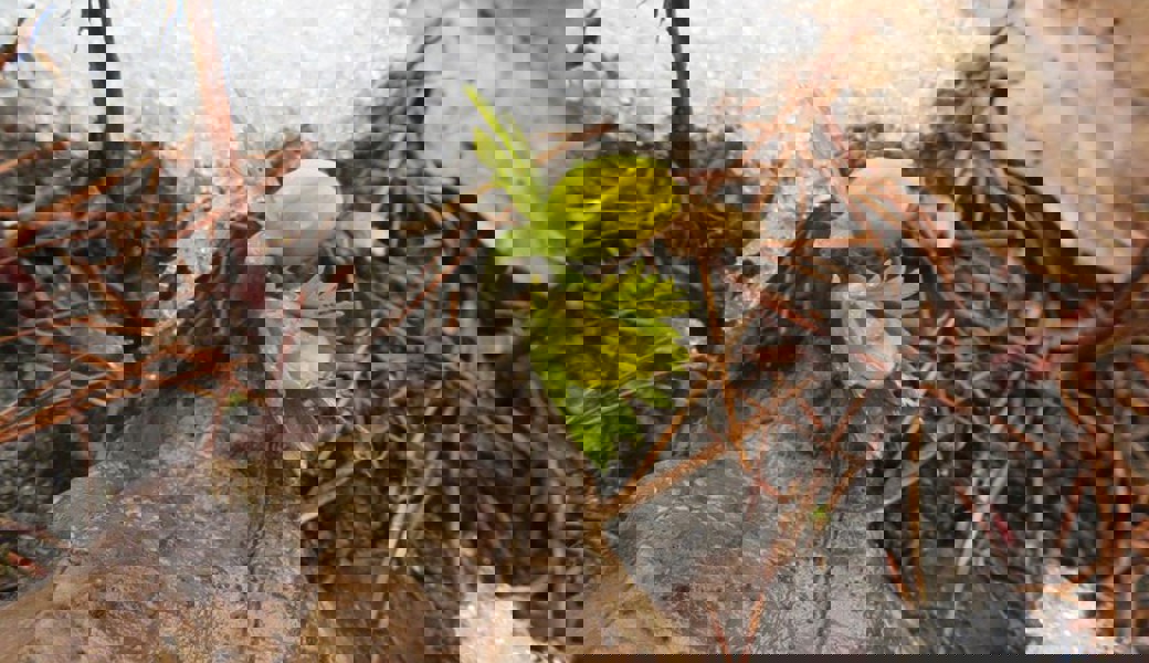 Leserbrief: Wie steht es in der Region um Blumen, Pollen und Viren im Frühling 2022?