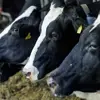 Hohes Fieber und Durchfall: Rinder im Kanton St.Gallen an neuem Virus erkrankt