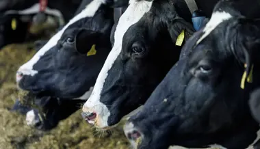 Hohes Fieber und Durchfall: Rinder im Kanton St.Gallen an neuem Virus erkrankt