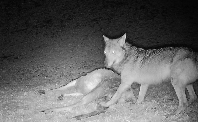 Wolfspaar gesichtet: Gibt es bald ein Rudel im Werdenberg?