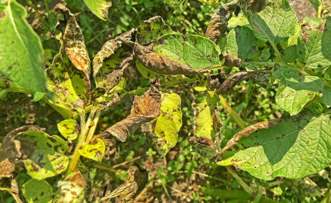 Kartoffeln sind von der Kartoffel-Krautfäule bedroht