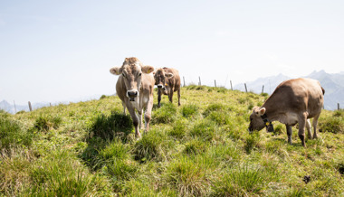 Wasserknappheit: So bereiten sich Alpen auf künftige Hitzesommer vor