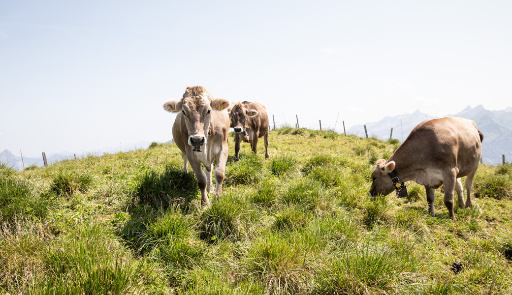 Wasserknappheit: So bereiten sich Alpen auf künftige Hitzesommer vor