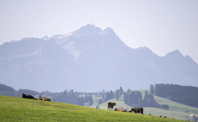Schärfere Regeln für PFAS-Fleisch: Ostschweizer Kantone wehren sich – einer bleibt leise