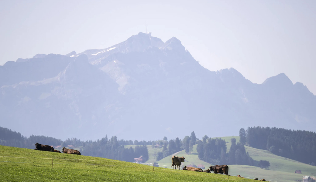 Schärfere Regeln für PFAS-Fleisch: Ostschweizer Kantone wehren sich – einer bleibt leise