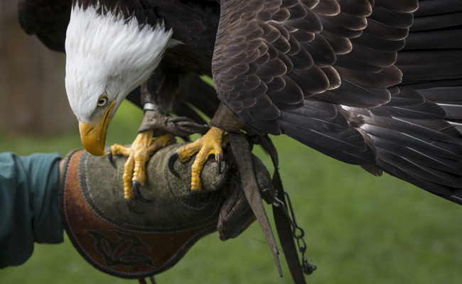 «Unsere Tiere sind keine Theaterrequisiten» – Greifvogelparkt zwischen Artenschutz und Unterhaltung