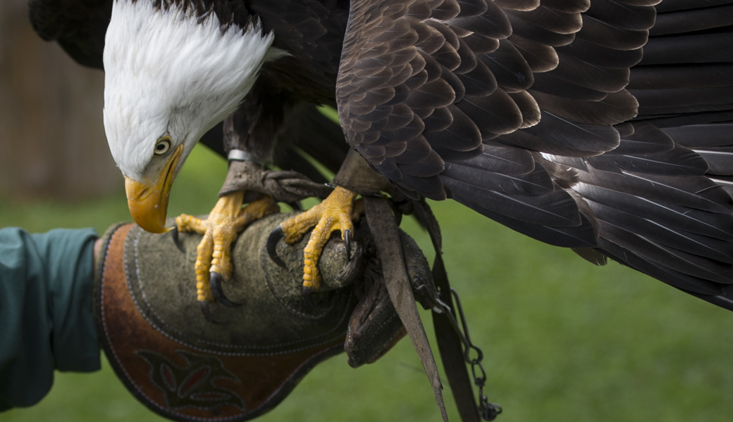 Anmutig landet dieser Weisskopfseeadler auf Lucien Niggs ausgestrecktem Arm.