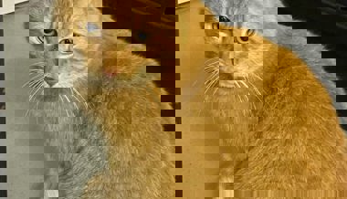 Seit mehrere Monaten in Sevelen: Wer kennt diese Katze?