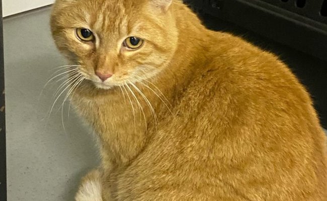 Seit mehrere Monaten in Sevelen: Wer kennt diese Katze?