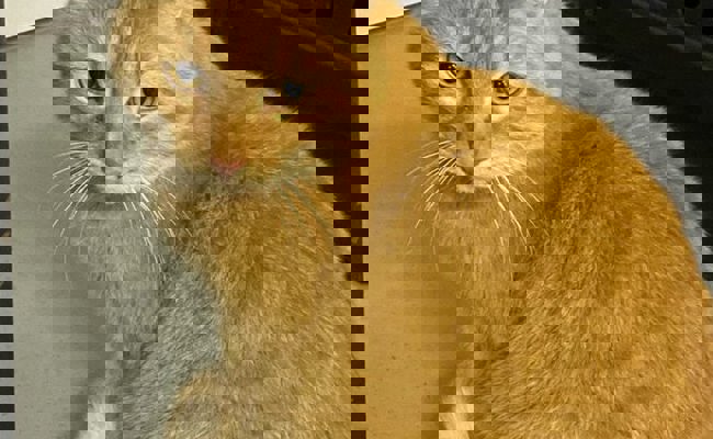 Seit mehrere Monaten in Sevelen: Wer kennt diese Katze?