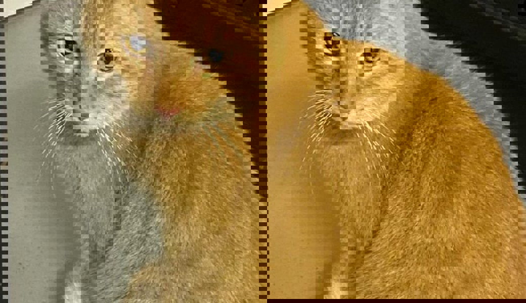  Wem gehört dieser Kater, der sich am Chliberg aufhält?