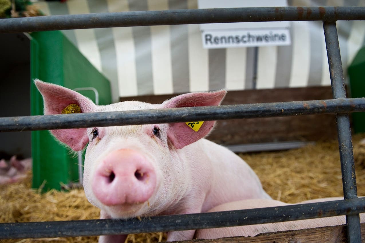 Olma-Kultmoderator Christian Manser: «Wäre lieber eine Renn- und keine Mastsau»