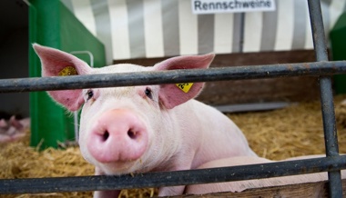 Olma-Kultmoderator Christian Manser: «Wäre lieber eine Renn- und keine Mastsau»