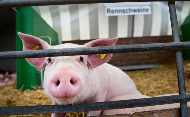 Olma-Kultmoderator Christian Manser: «Wäre lieber eine Renn- und keine Mastsau»