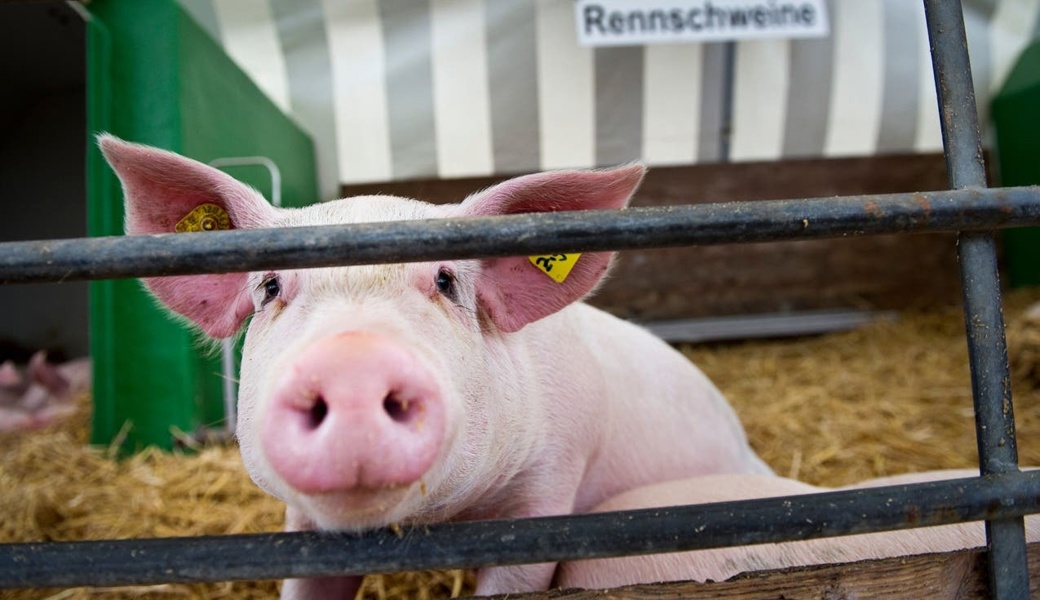 Zwei Monate lang werden die Rennsäuli im Trainingslager auf ihren Arena-Auftritt an der Olma vorbereitet.