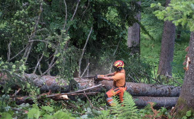 Wurzeln und Weitblick: Ortsgemeinden zeigen sich in ihrer Vielfalt
