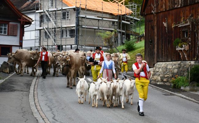 Die Kür der Stallschönheiten bei regnerischem Wetter in Sax: Cabana ist Miss Sennwald 2022