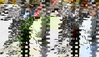 Fast 500 invasive Neophyten gegen einheimische Sträucher eingetauscht