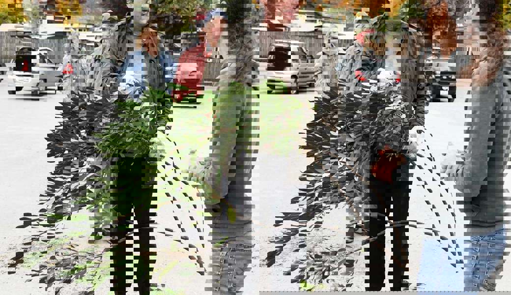 Diese Kirschlorbeere wurde zur Vernichtung entgegengenommen und gegen Einheimisches getauscht. 