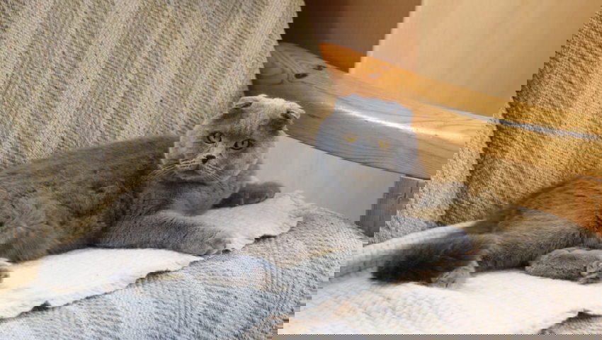  Dior, die Englisch-Kurzhaar-Katze, auf dem Sofa in Unterwasser. 