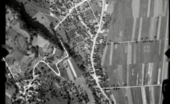 Fast 300 Hochstämmer bestellt: Die Fellenberg-Zwetschgen-Sorte war die beliebteste