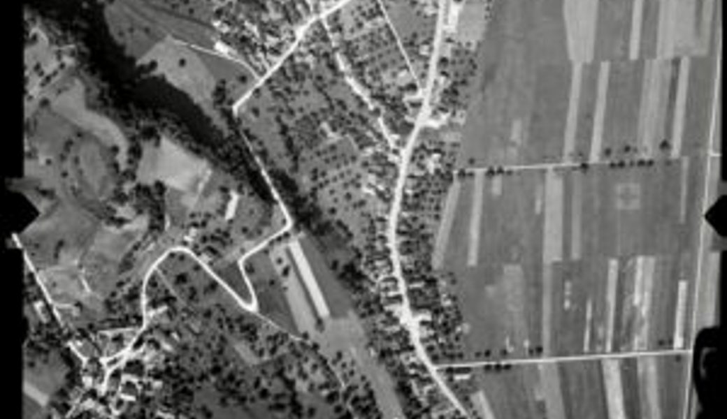 Fast 300 Hochstämmer bestellt: Die Fellenberg-Zwetschgen-Sorte war die beliebteste