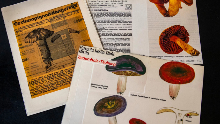 Nebst Chemikalien und Pharmaka gehören Pflanzen und Pilze zu den häufigen Ursachen für Anrufe. Diese Karteikarten stammen aus den 70er-Jahren. 
