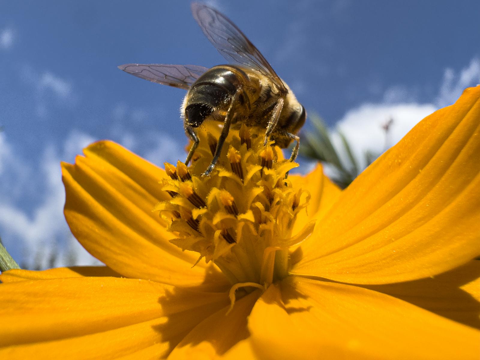 Farbenfrohes Fest der Natur in der Sommerzeit