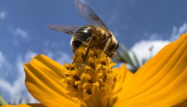 Farbenfrohes Fest der Natur in der Sommerzeit