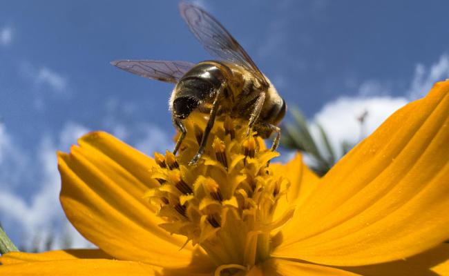 Farbenfrohes Fest der Natur in der Sommerzeit