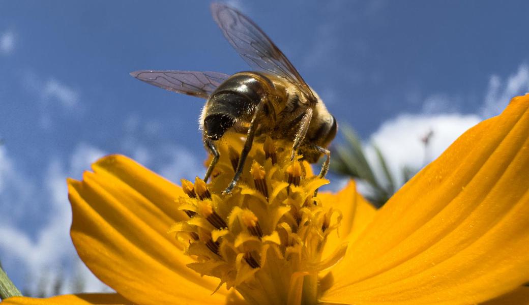 Farbenfrohes Fest der Natur in der Sommerzeit