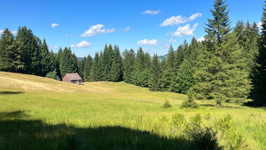 Bei der Wanderung läuft man durch das Moor auf der Wolzenalp.