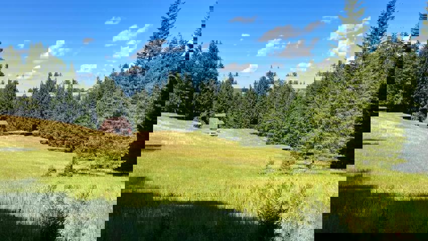 Bei der Wanderung läuft man durch das Moor auf der Wolzenalp.