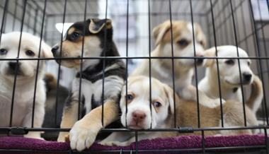 «Welpen werden einfach entsorgt»: Wie ein Aktivist Leute im Hunde-Konsumrausch abfängt – und was die Schweiz tut