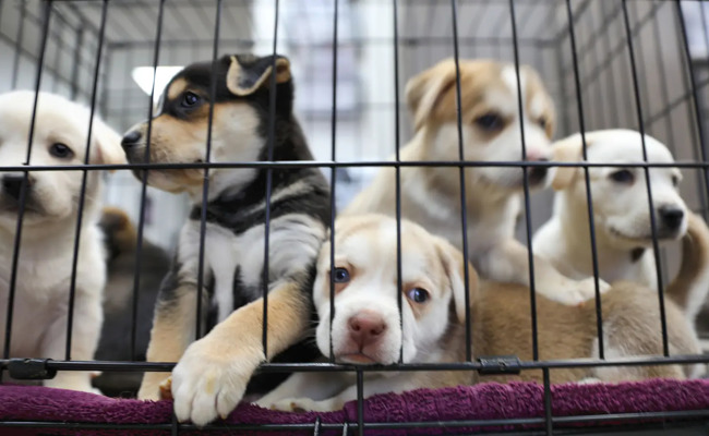 «Welpen werden einfach entsorgt»: Wie ein Aktivist Leute im Hunde-Konsumrausch abfängt – und was die Schweiz tut