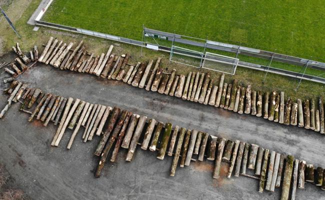 Höchstgebot für seltenen Riegelahorn beim Wertholzverkauf