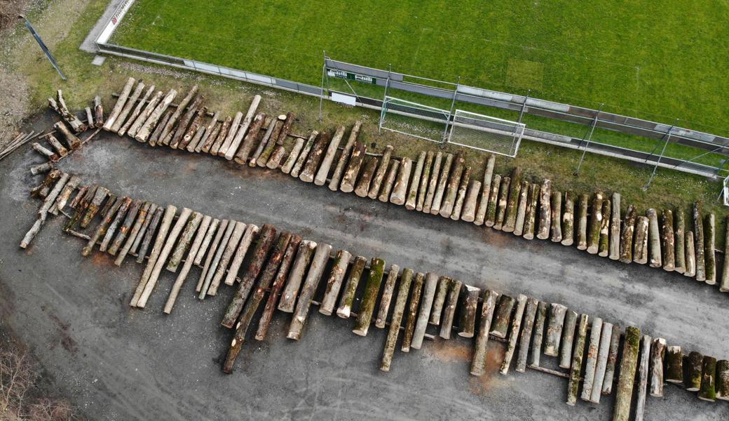 Höchstgebot für seltenen Riegelahorn beim Wertholzverkauf